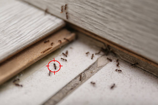 Best Pest Control for Restaurants  in Eldorado, IL