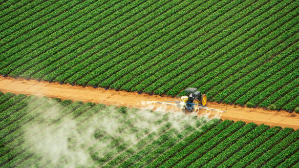 Best Local Pest Control Services  in Eldorado, IL