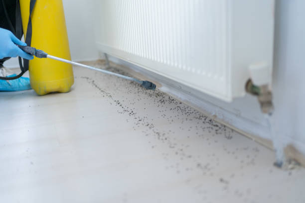 Best Bed Bug Extermination  in Eldorado, IL